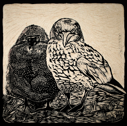 gannet and chick woodcut